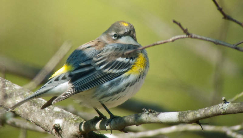 Yellow-rumped Warbler