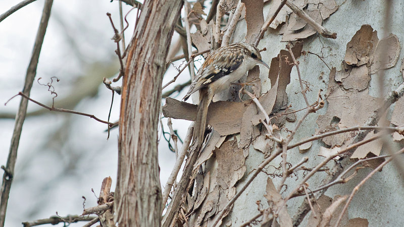 Brown Creeper