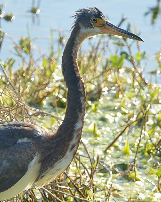 Tricolored Heron