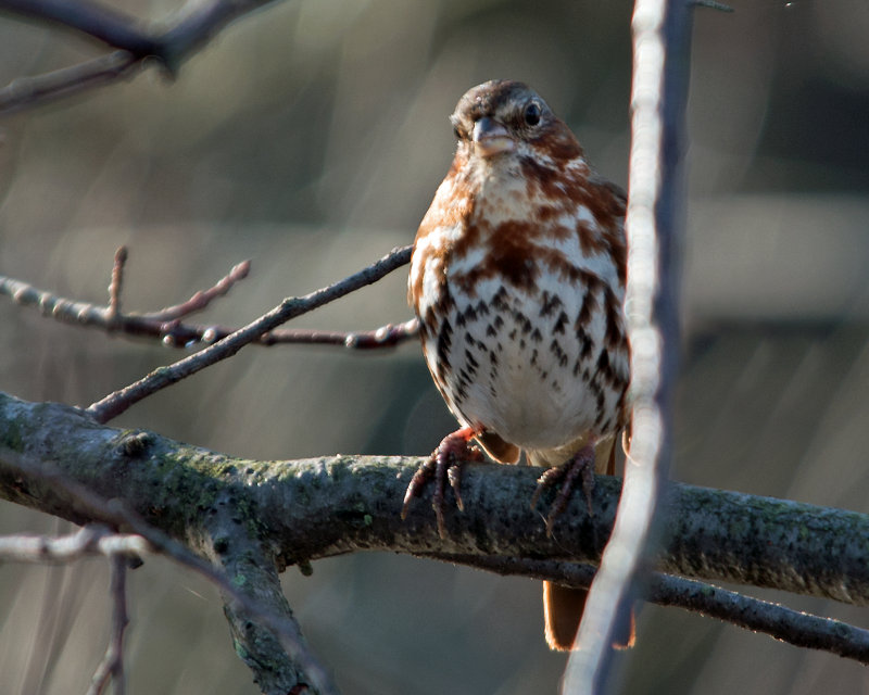 Fox Sparrow