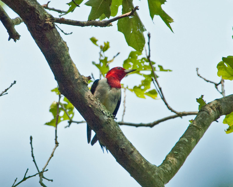 Red-headed Woodpecker