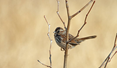 Song Sparrow