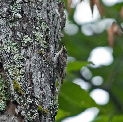 Brown Creeper