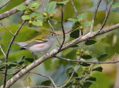 Chestnut-sided Warbler