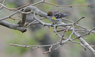 Yellow-rumped Warbler (Male in Fall Colors)
