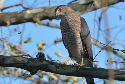 Intense Cooper's Hawk