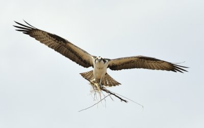 Osprey Building Nest (Female)