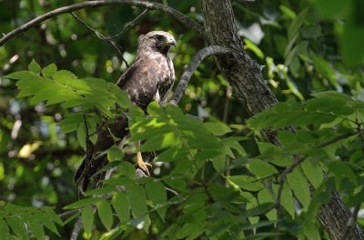 Red-shouldered Hawk (Immature)