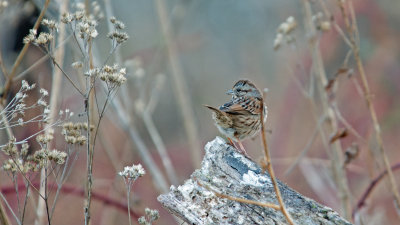 Ground Cover for Sparrows