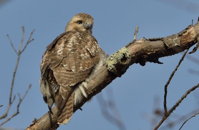 Red-tailed Hawk (Immature)
