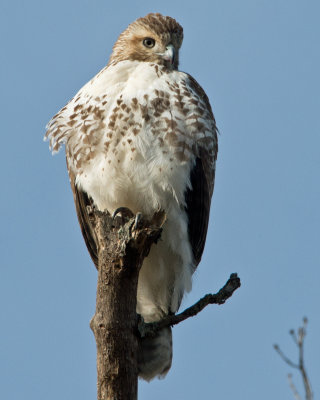 Red-tailed Hawk (Immature)