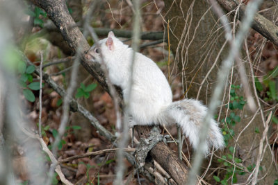 White Squirrel (leucistic)