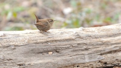 Winter Wren