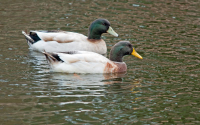 Mallard Hybrids