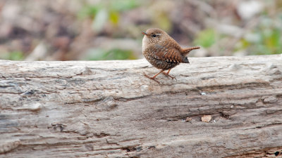 Winter Wren