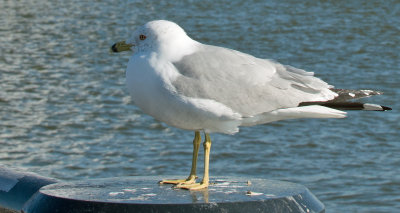 Ring-billed Gull