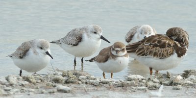 Seaside Shorebirds