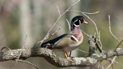 Wood Duck (Male)