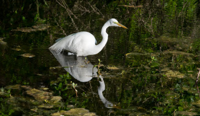 Great Egret