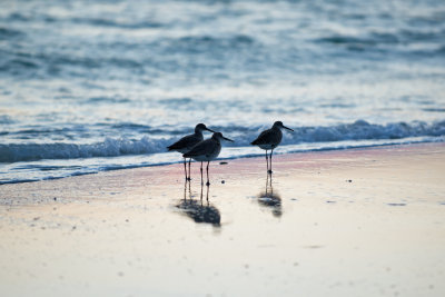 Shorebirds at Sunset on  Anna Maria Island