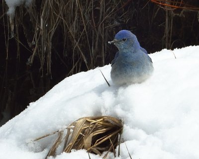 Mountain Bluebird