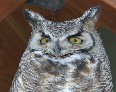 Great Horned Owl (Male)