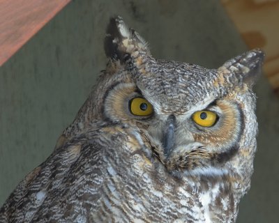 Great Horned Owl (Female)