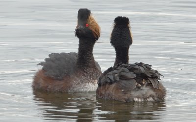 Pair of Eared Grebes