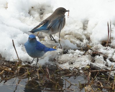 Pair of Mountain Bluebirds