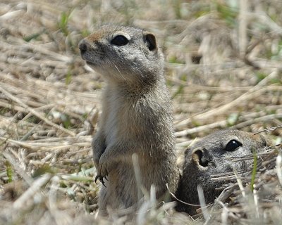 High Country Prairie Dog