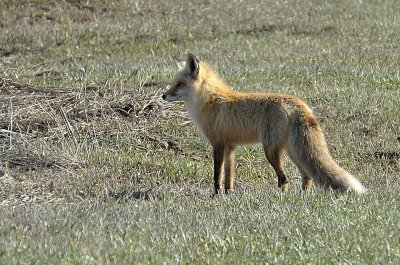 Colorado Fox