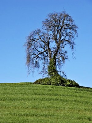 Lone tree