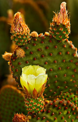 Prickly pear flower