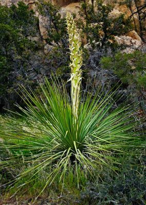 Agave