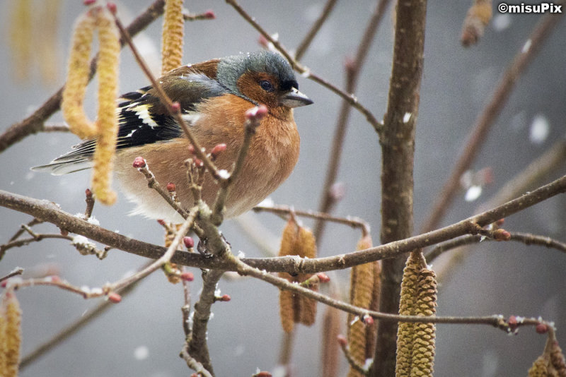 033-2013 WaitingForSpring