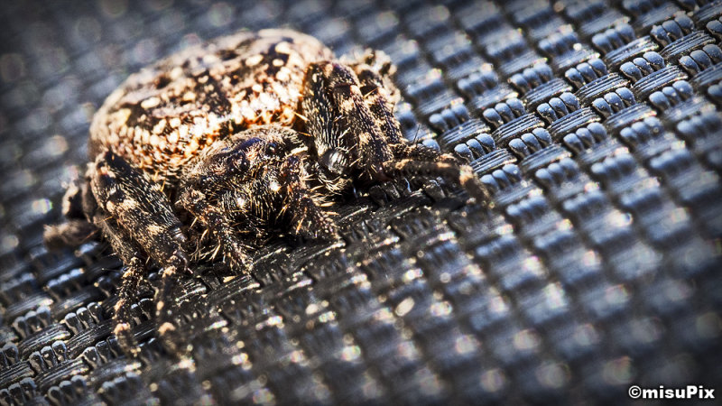 036-2013 Spidy