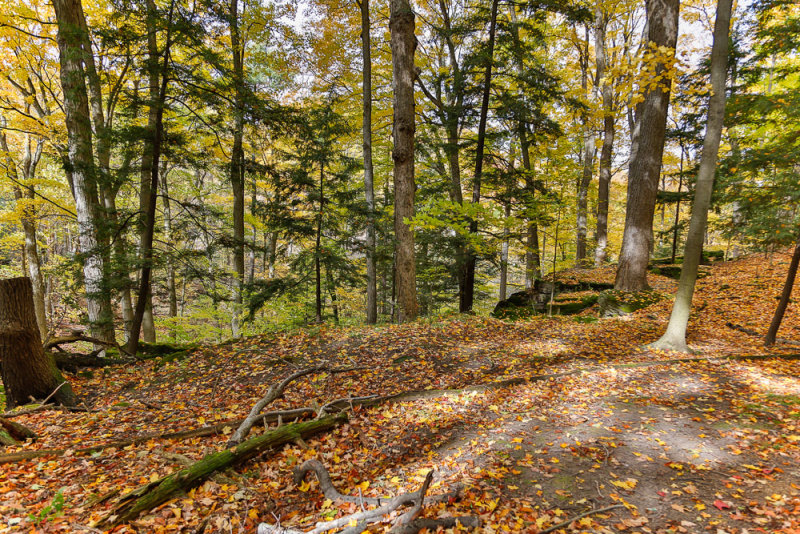 Dundas Conservation Area