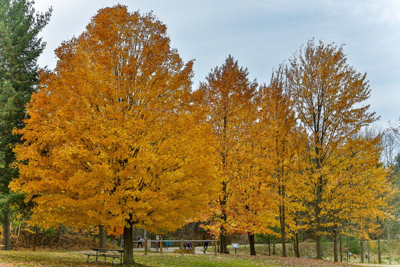 Dundas Conservation Area