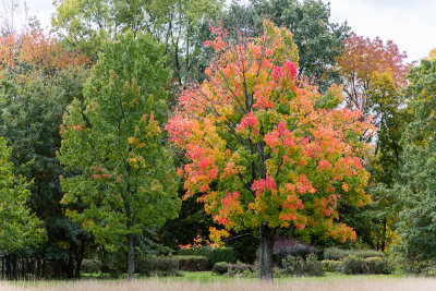 Royal Botanical Gardens