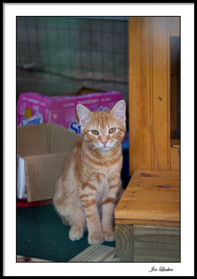 the_cathouse