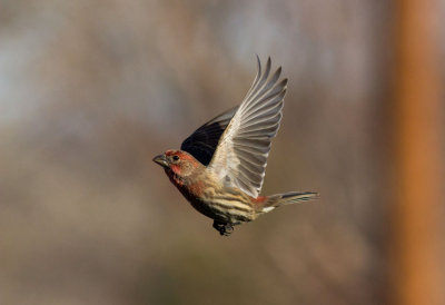 In Flight