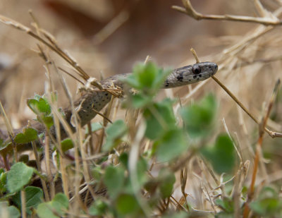 Ssssssnake!