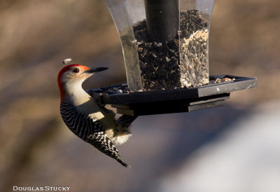 Seeds were flying as this guy got his fill!