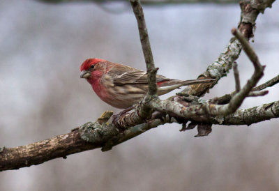 Patiently waiting for space at the bird feeder.
