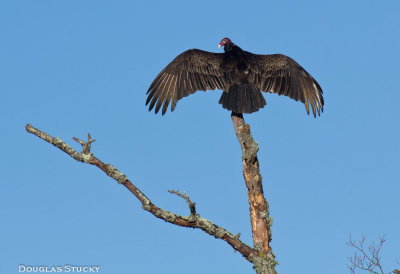 Vulture in Cades Cove
