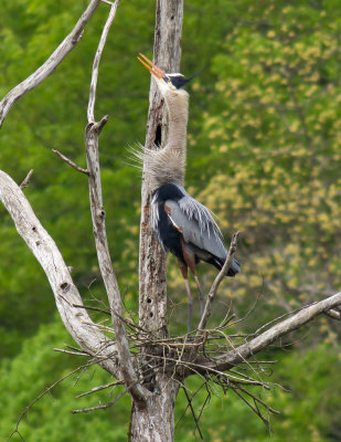 Great blue heron...