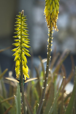 Flowering  Aloe with a hummingbird...hiding