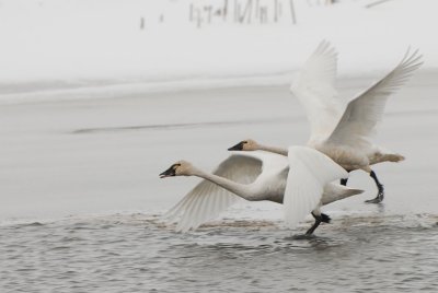Tundra Swans Migration