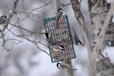 Other birds of the forest