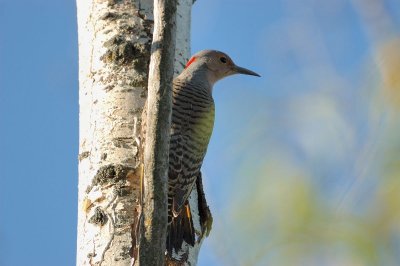 Northern Flicker